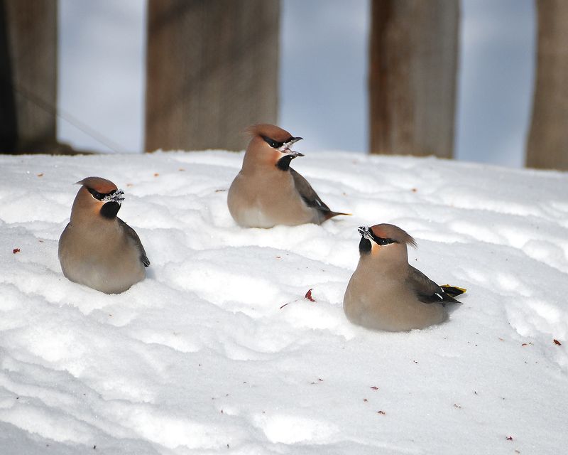 зима, птицы три сестрицы под окном... фото превью