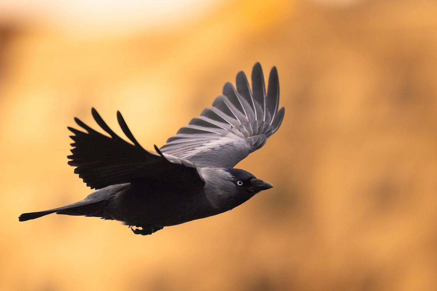 Jackdaw. Автор: Robert Adamec , Robert Adamec