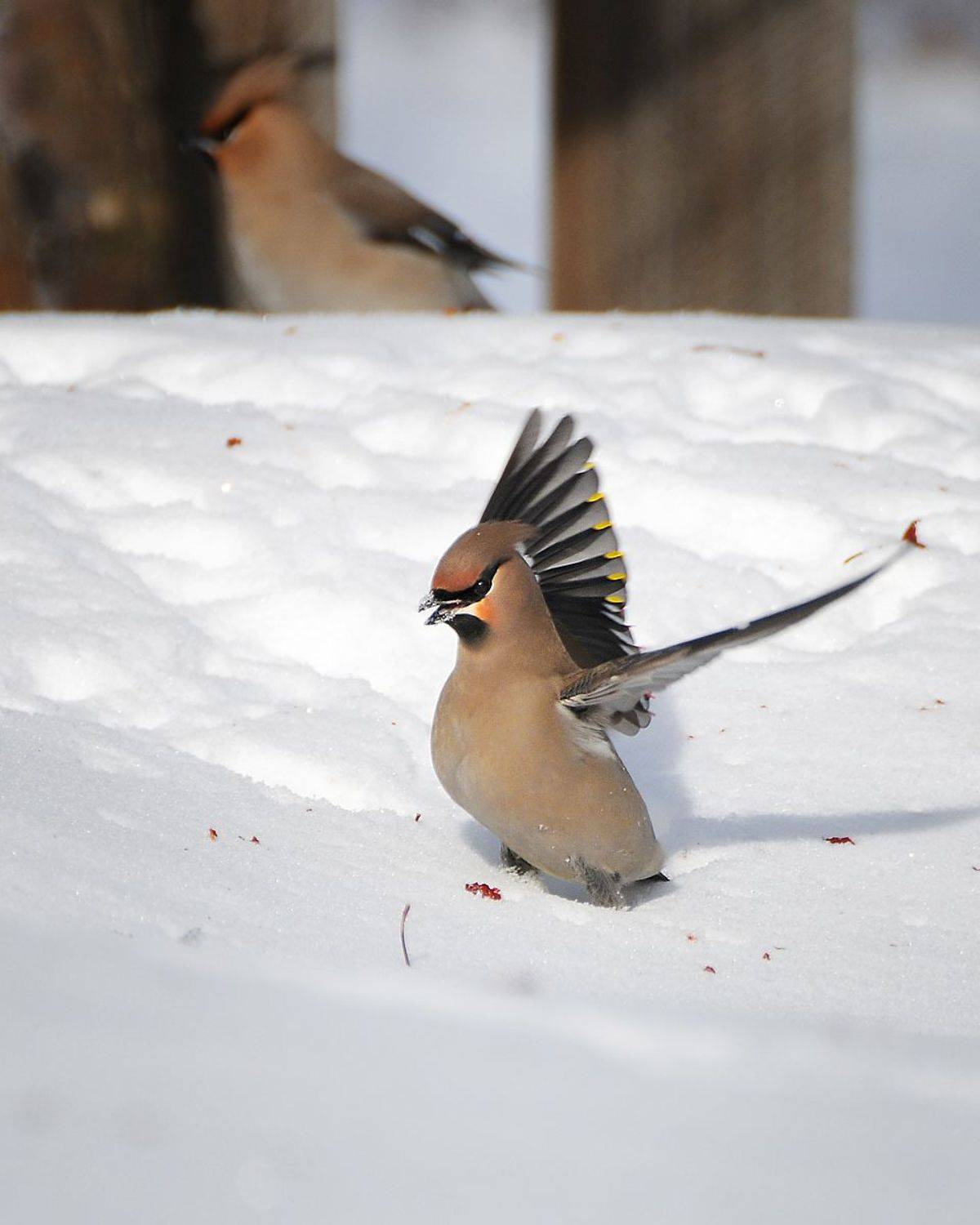 , Александр Степочкин