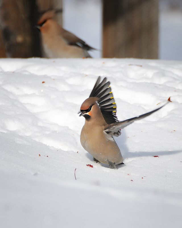 Хорошо та как! фото превью
