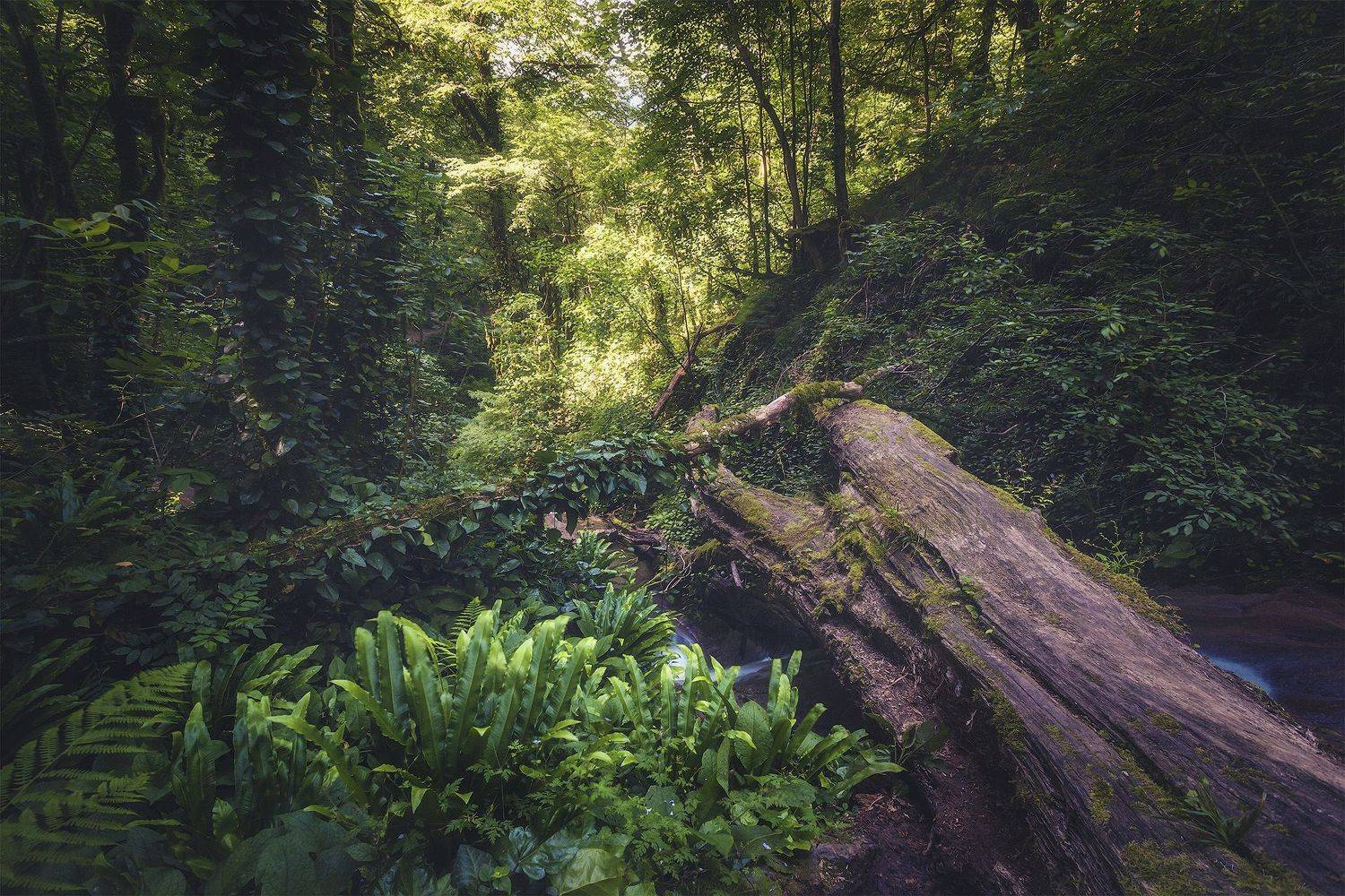 , Аседач Александр