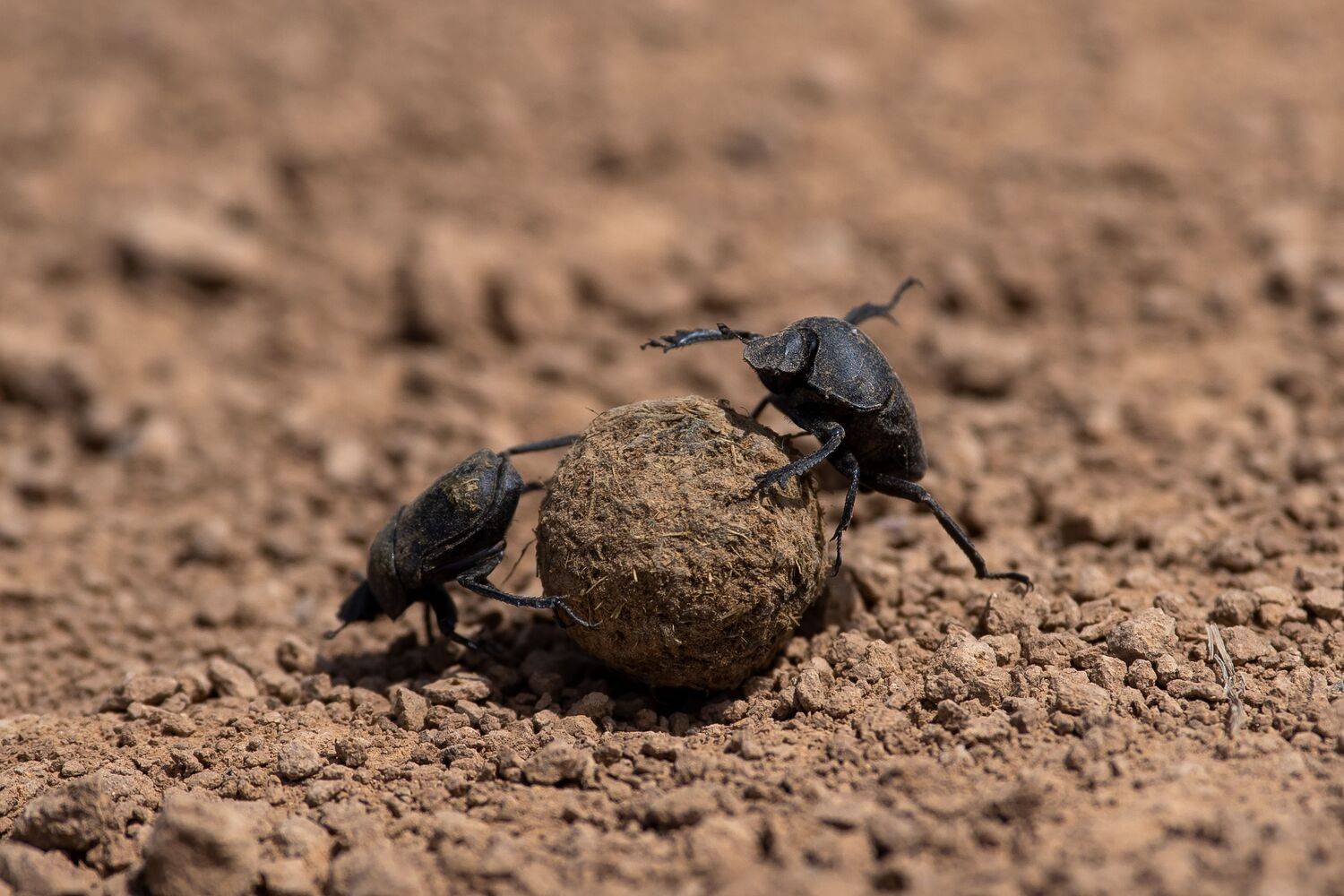 Scarabaeus sacer, священный скарабей, russia, , Сторчилов Павел
