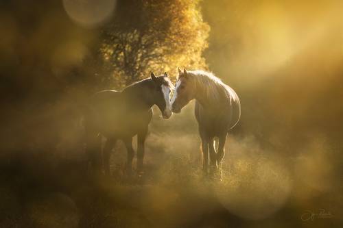 Осень на двоих