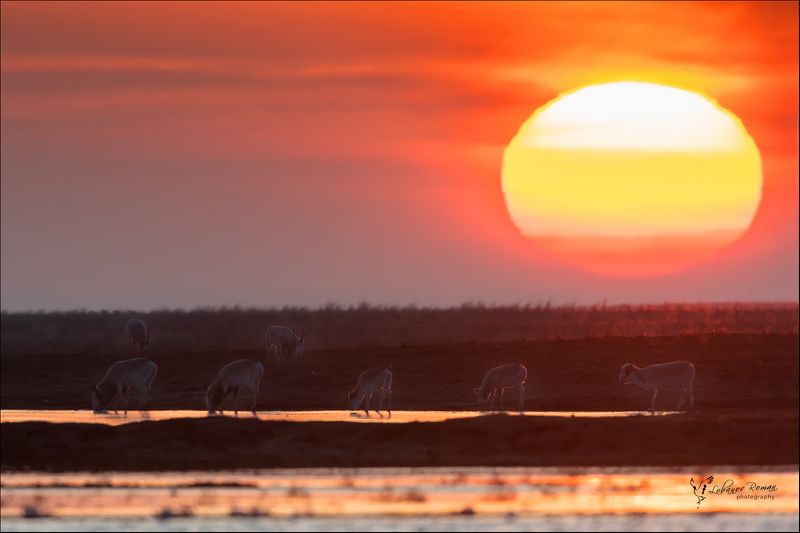 заказник, степной, сайгак, лобанов, пересвет Утро в степи с сайгаками фото превью