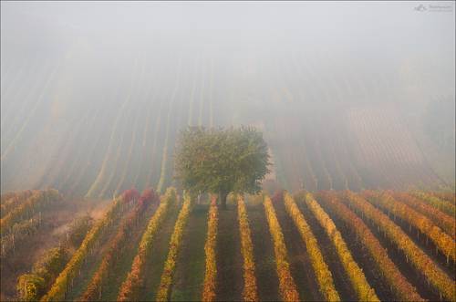 Сельские истории..