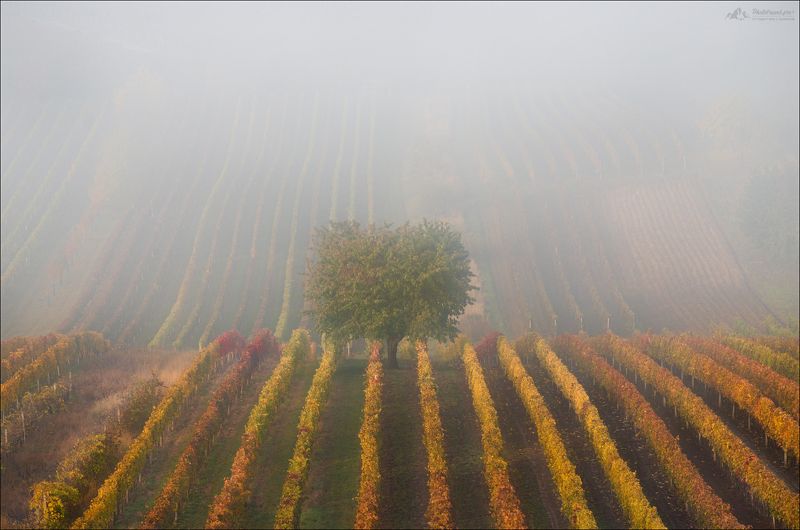 чехия, южная моравия, czech, south moravia, Сельские истории.. фото превью