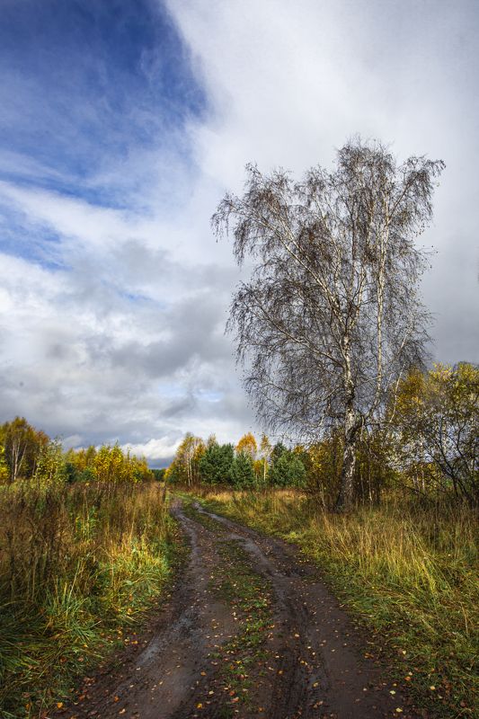 Береза у дороги фото превью