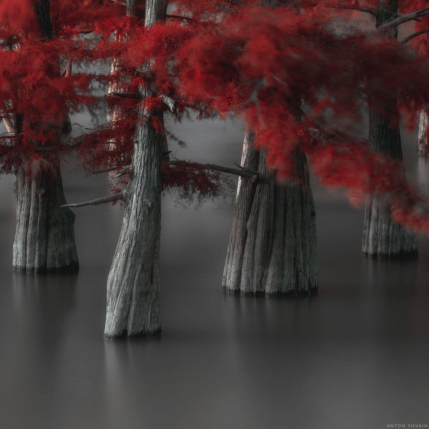 , Антон Шваин