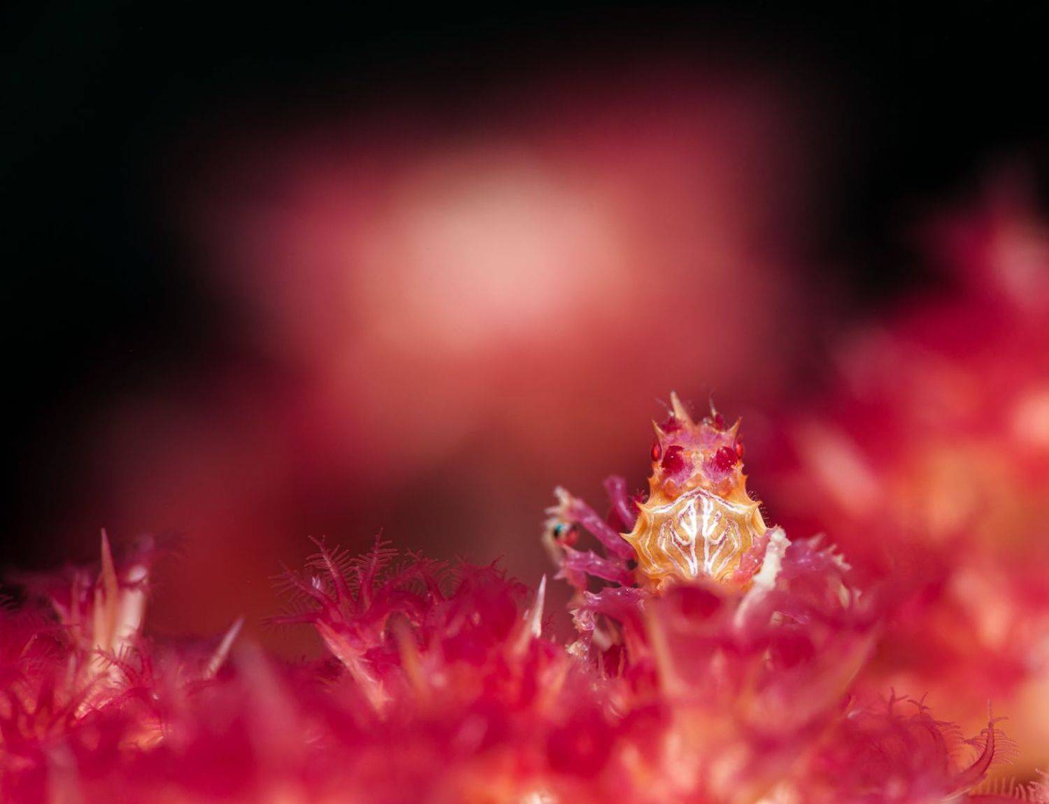 , Савин Андрей