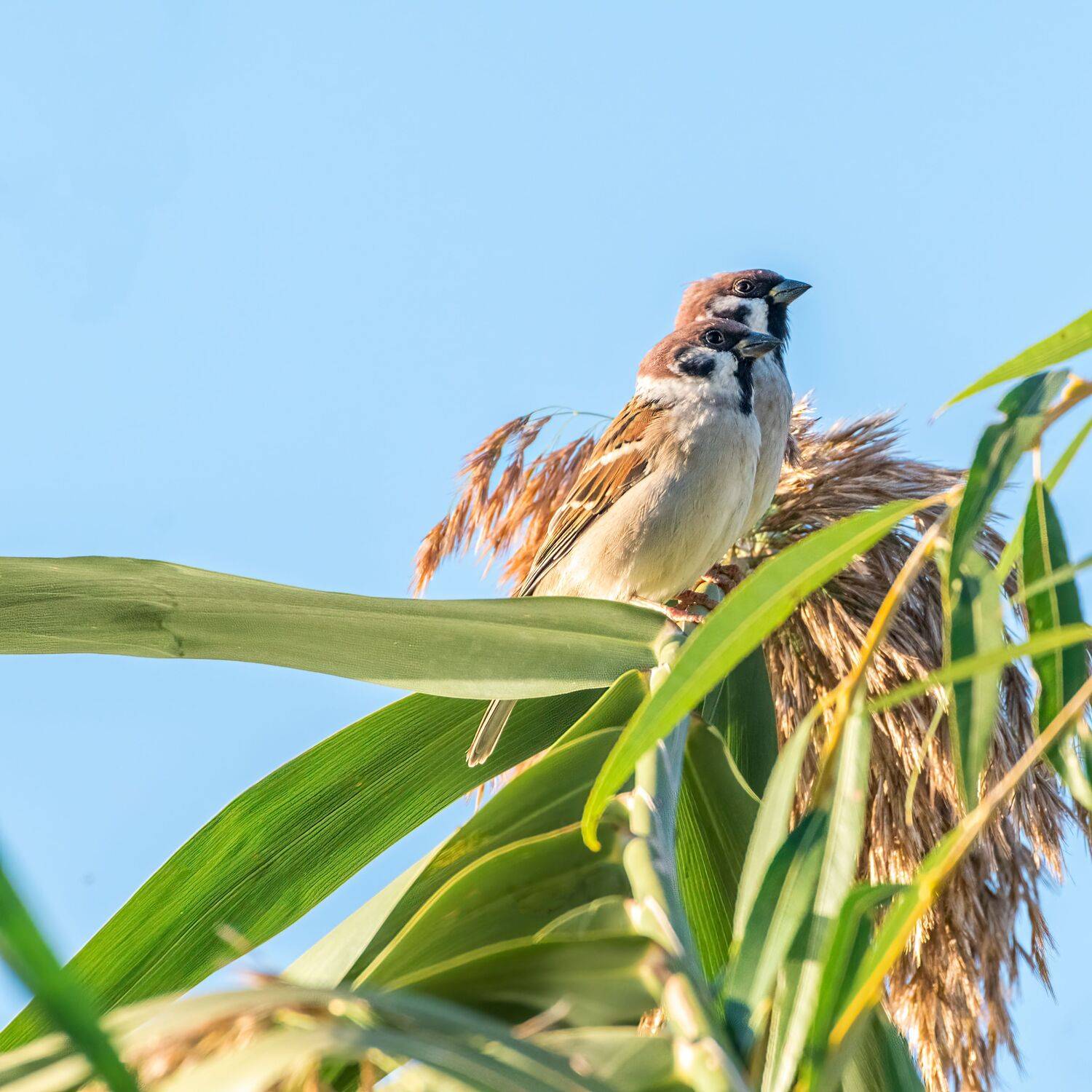 воробьи, пара ворбьиная, Алексей Рыльский
