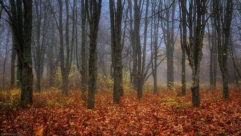 природа пейзаж осень лес туман сумерки Осень... фото превью