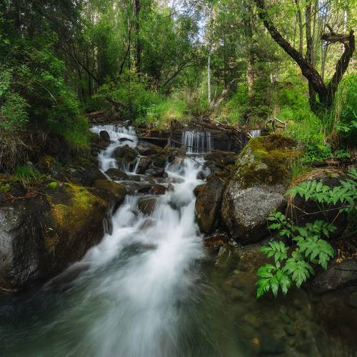 Лесной ручей