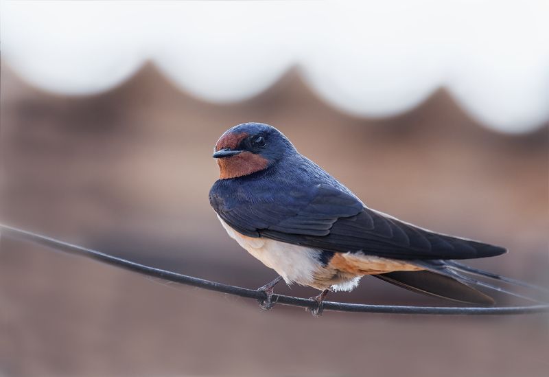 птица, ласточка деревенская, ласточка деревенская.. фото превью