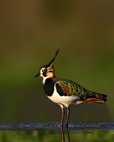 Northern lapwing