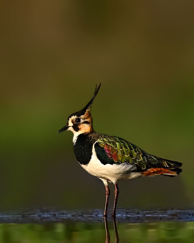 wildlife,animal.bird.birds,water,color,Northern lapwing Northern lapwing фото превью