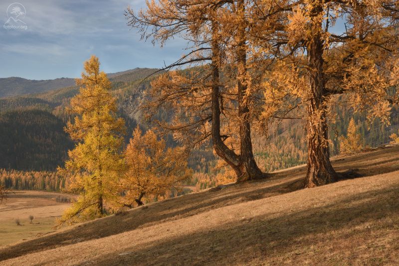 джазатор, алтай, беляши, аргут Утренние прогулки фото превью