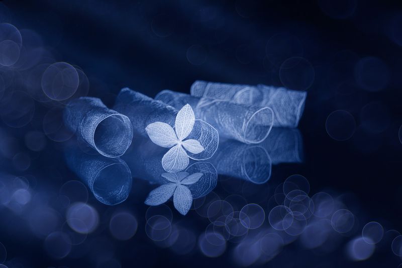 close-up, still-life, reflections, bokeh Mysterious variations фото превью