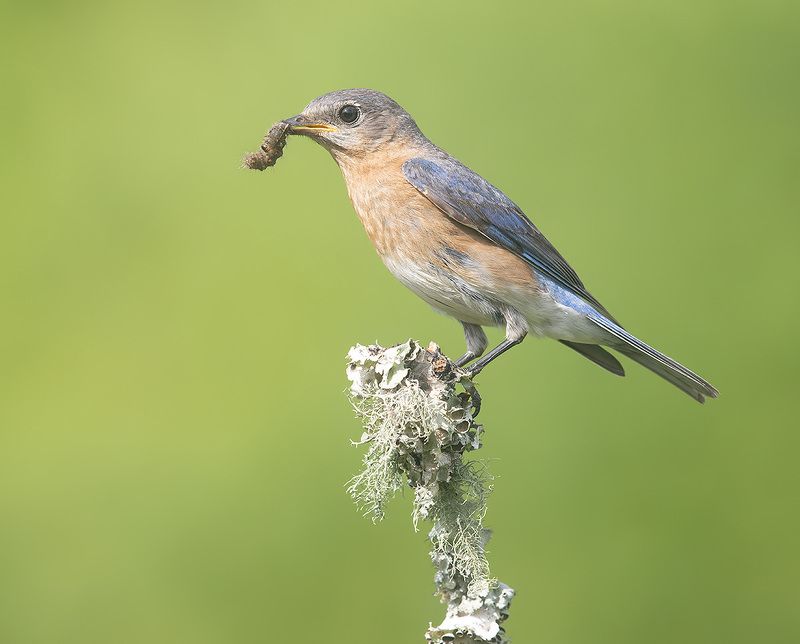 восточная сиалия, eastern bluebird,bluebird Eastern Bluebird female - Восточная сиалия (самка) фото превью