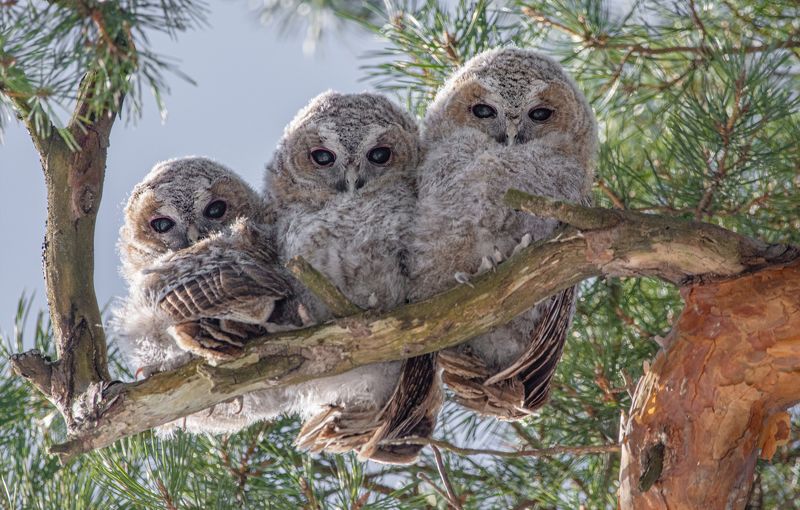 Серая неясыть, Strix aluco, совята - слётки Серая неясыть (Strix aluco), совята - слётки. фото превью