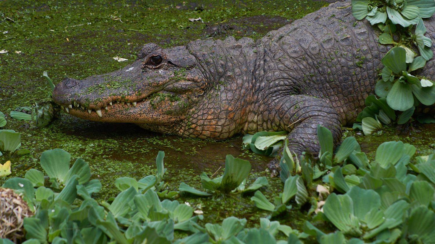 , Вячеслав Владимирович