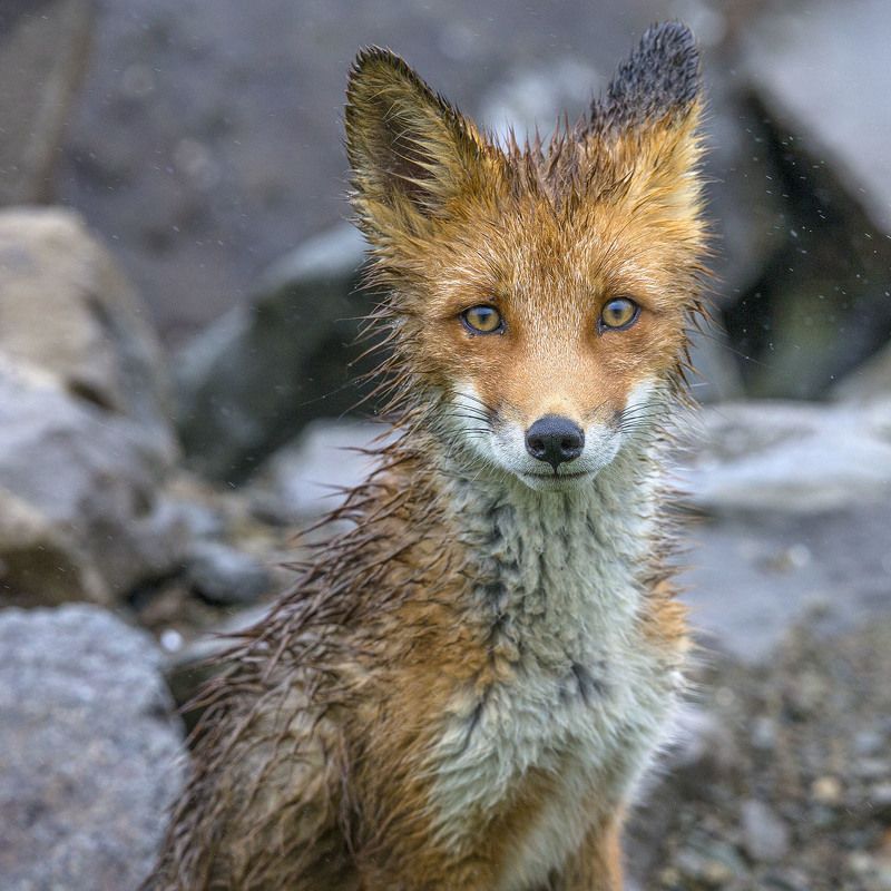 Лисенок фото превью