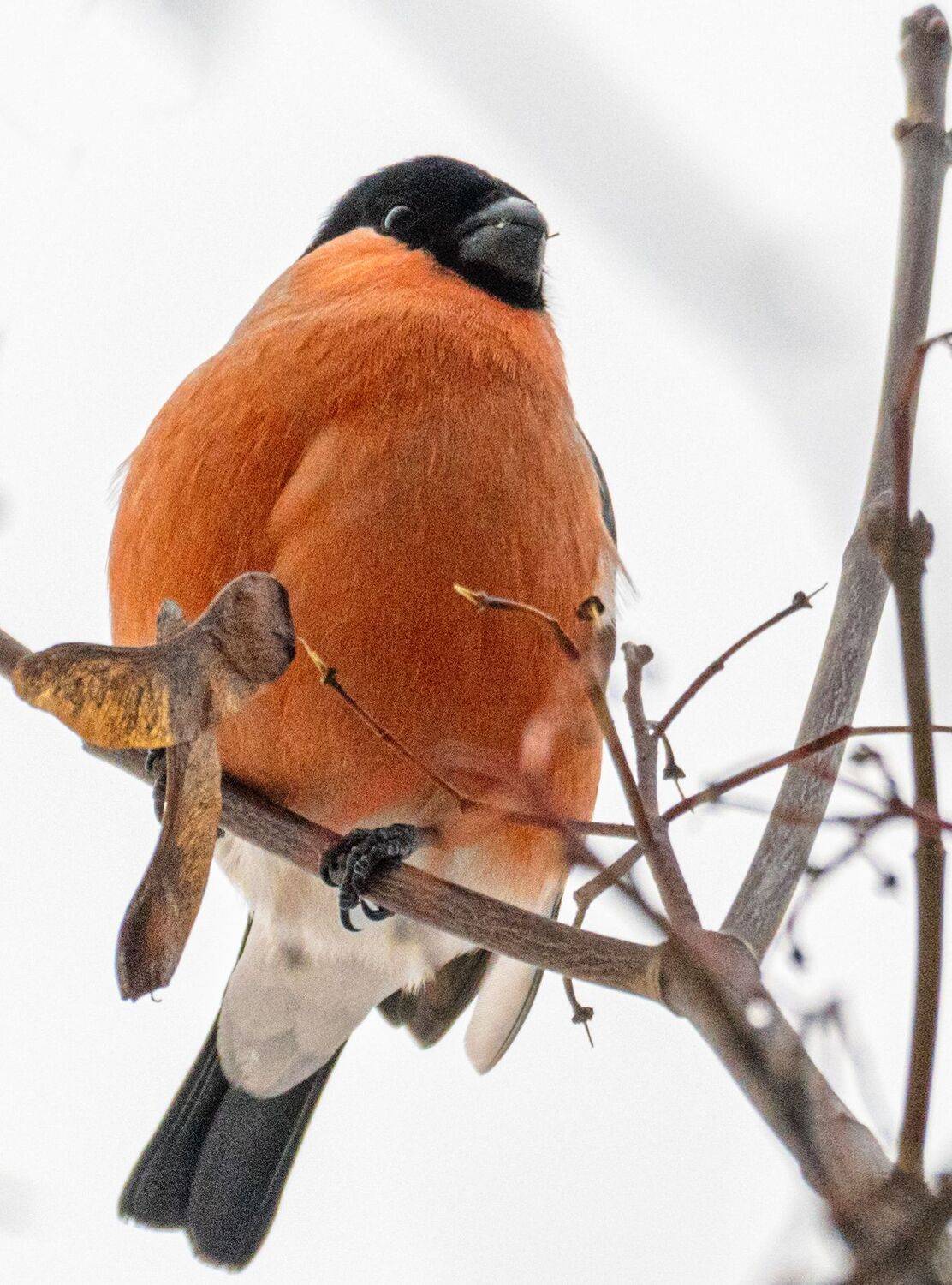 , Курлянцев Алексей