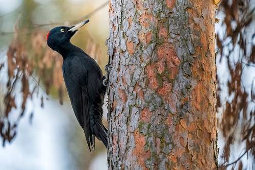 Black woodpecker
