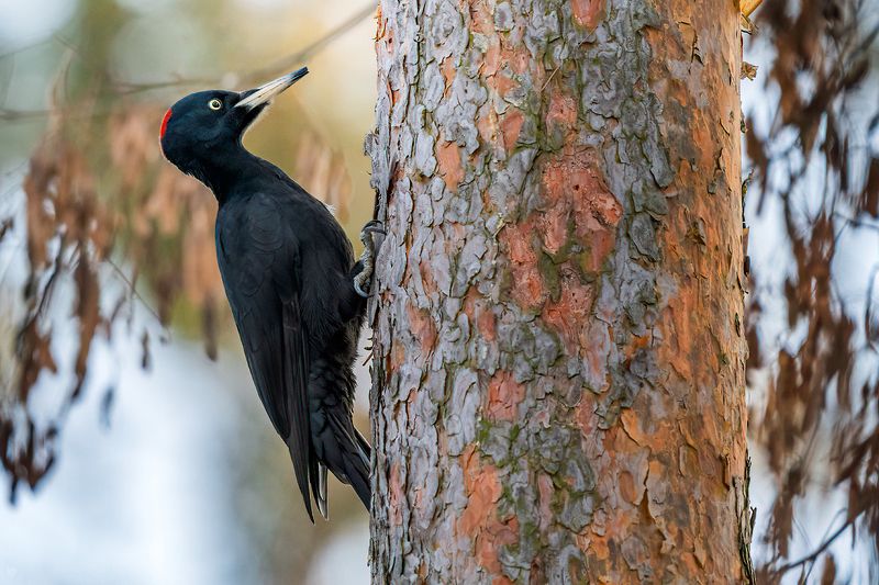 wildlife, bird, nature, wood, forest, birdwatching Black woodpecker фото превью