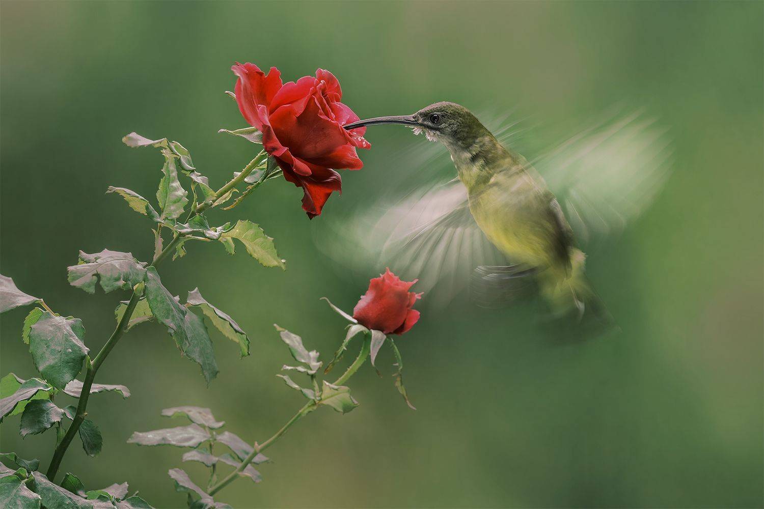 Bird, rose, Budi Gunawan