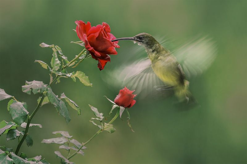 Bird, rose Motion фото превью