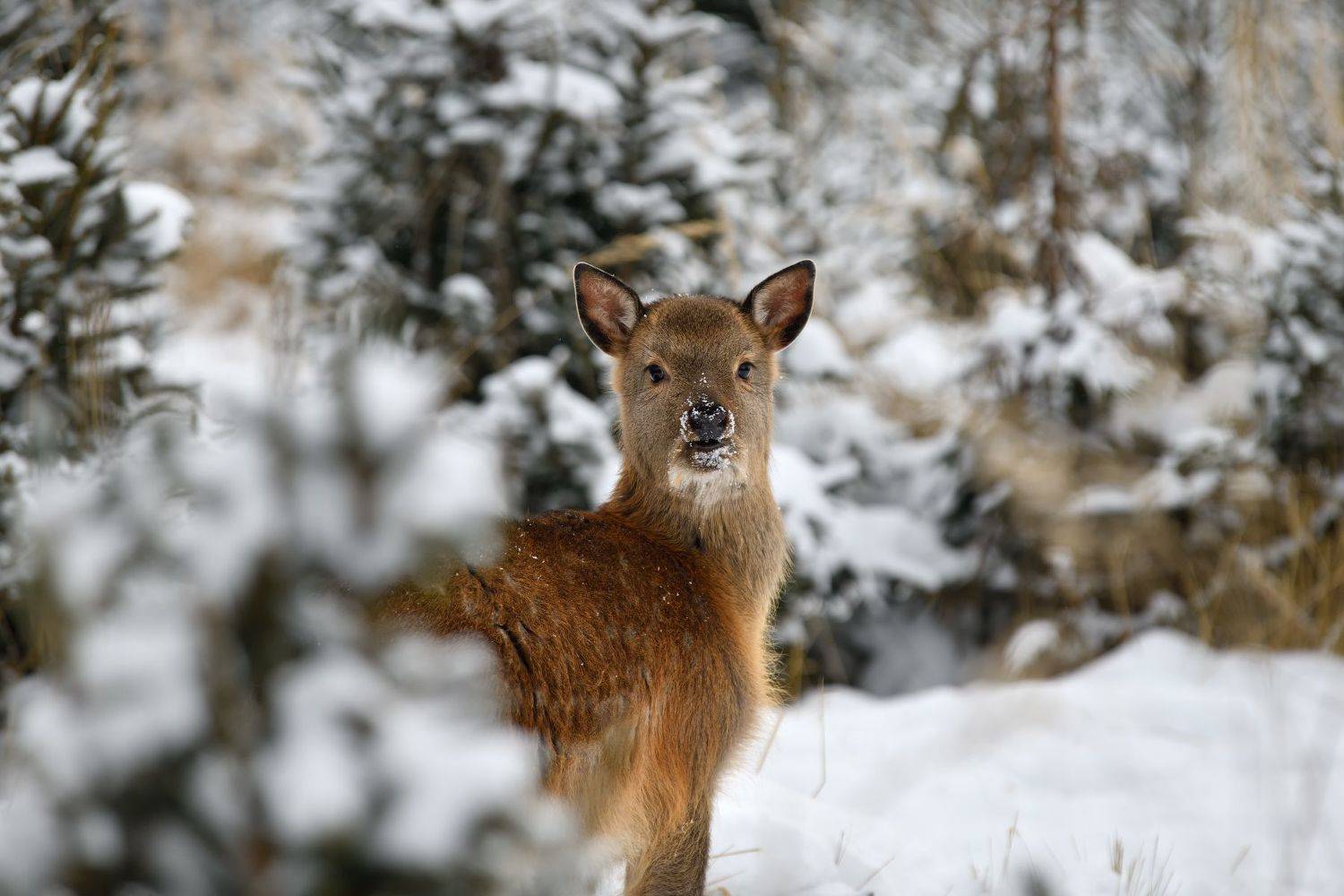 зима, лес, животные, оленёнок, Виталий Полуэктов