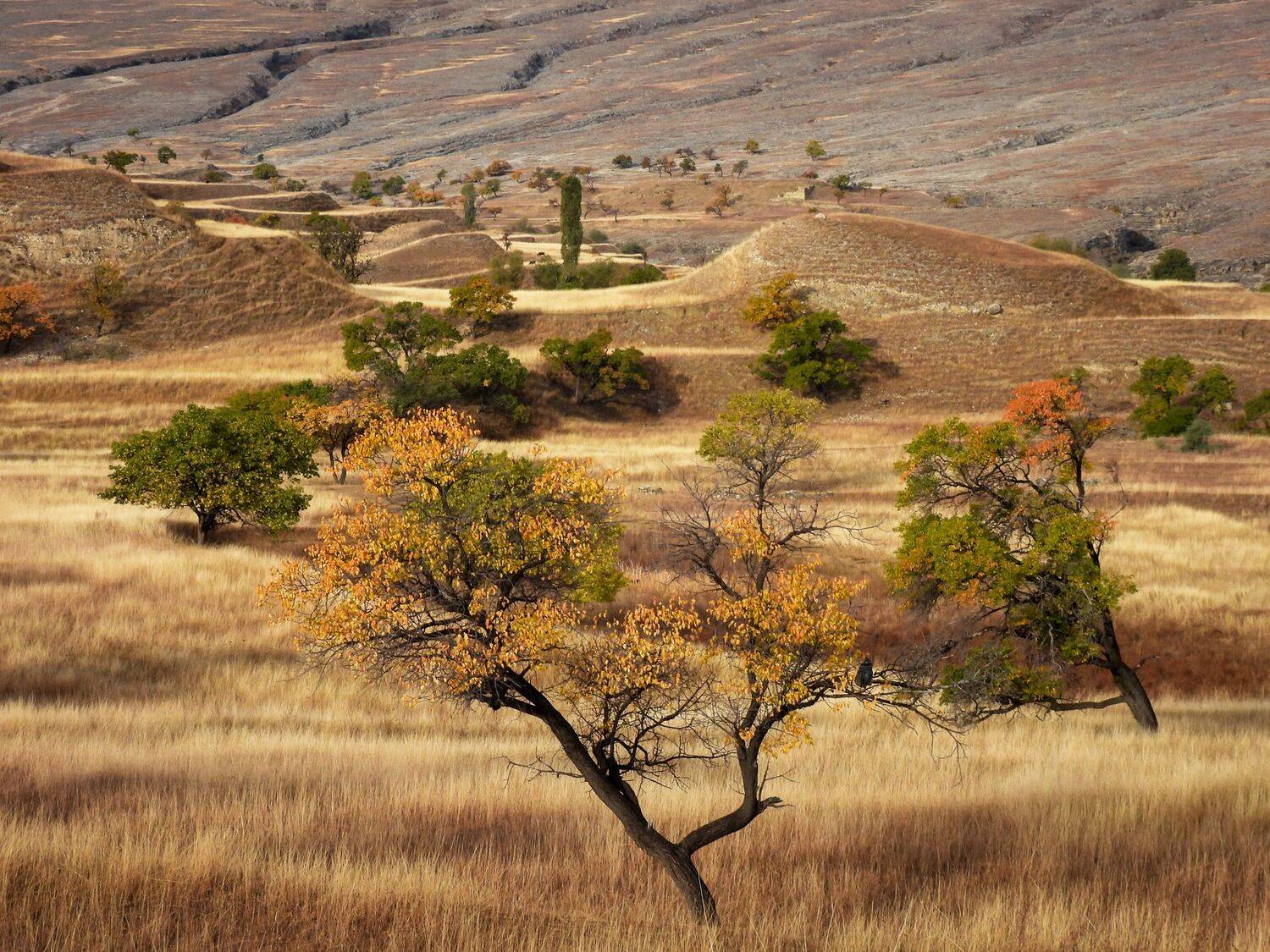 Дагестан, Кавказ, Лесина Елена