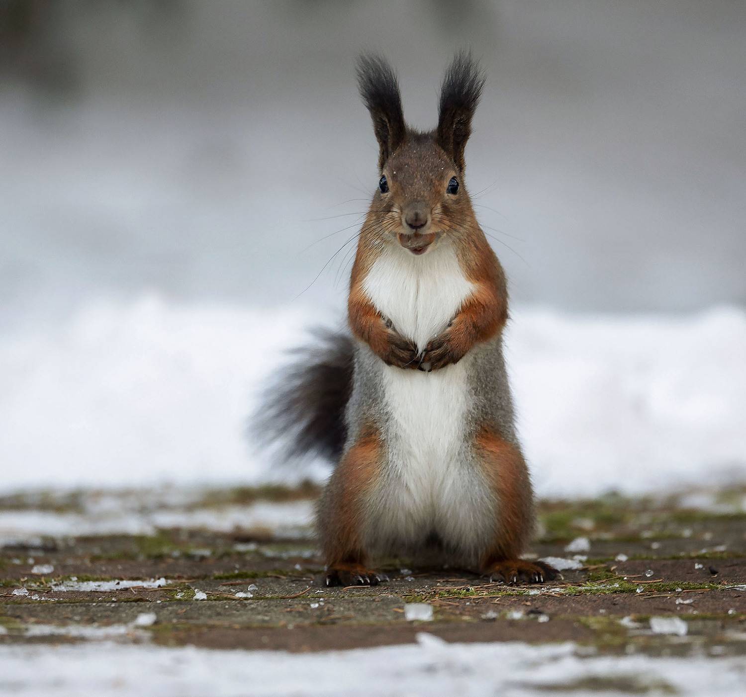 белочка, красотка,орех,зима,лес, природа, squirrel, beautiful,nut, forest, winter, nature, Yulia Stukalova