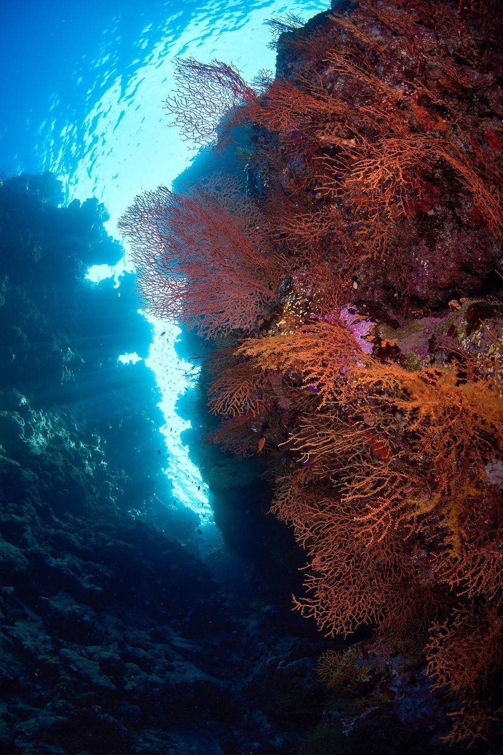 подводная фотосъемка, коралловый риф, рыбы, тропические рыбки, дайвинг, море, коралы, PAVEL PEREPECHAEV