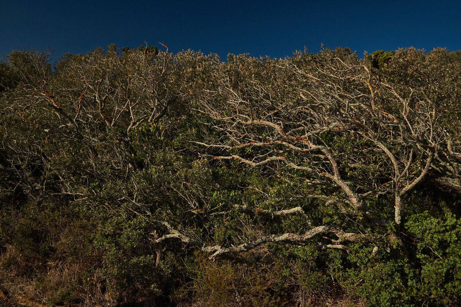 кустарник, юар, деревья, буш, ветер, природа, растения, PAVEL PEREPECHAEV