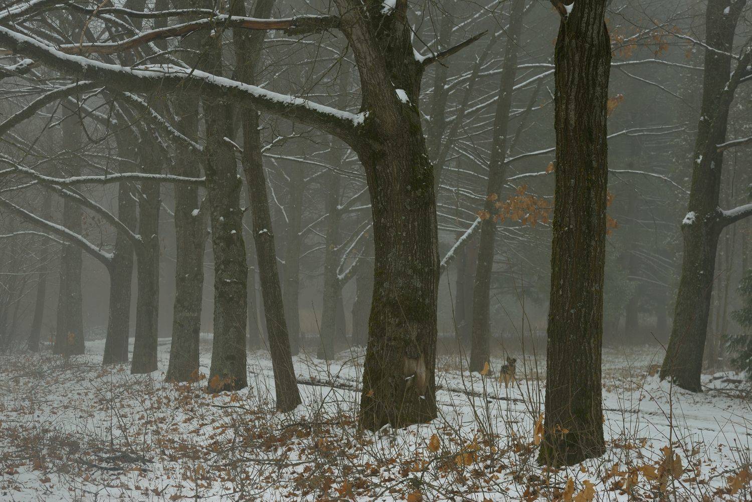зима туман лес утро, Александр Жарников