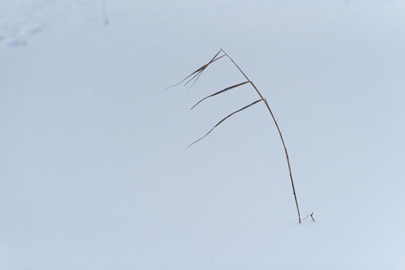 природа, зима листики фото превью