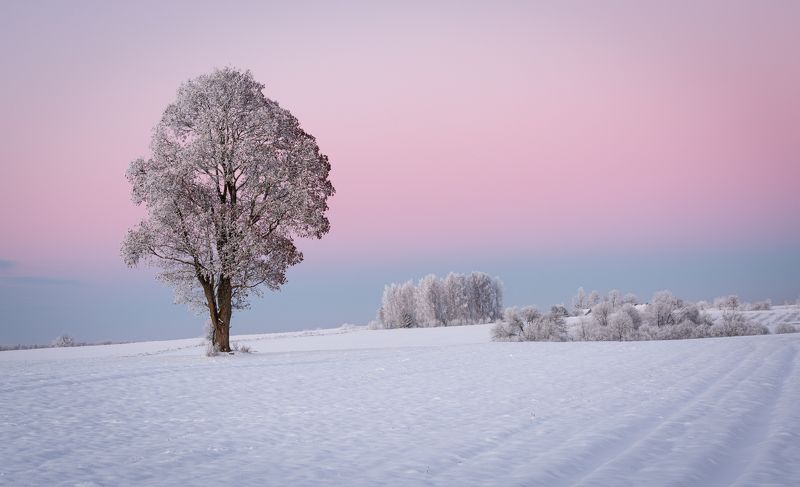 Pink morning фото превью