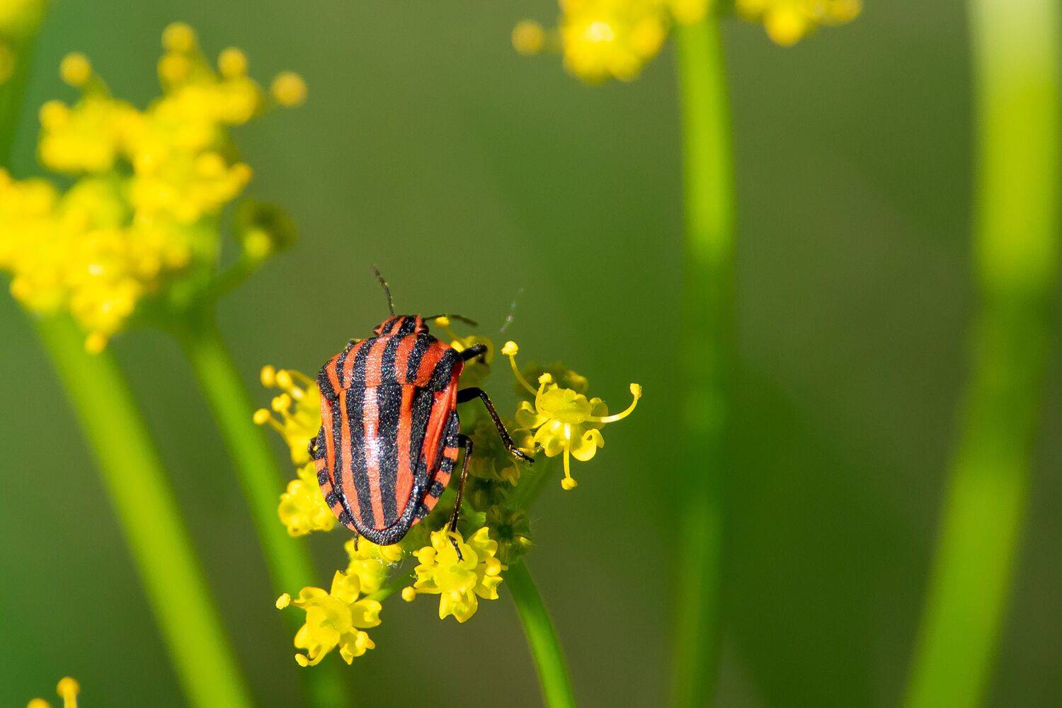 Graphosoma lineatum, wildlife, volgograd, russia, , Сторчилов Павел