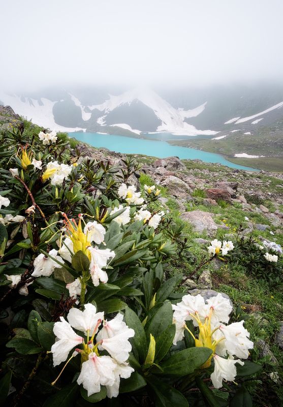 кавказ, горы, имеретинские озера, имеретинка, весна, кчр, пейзаж, природа, кавказские горы, рододендрон Укрытое величие фото превью