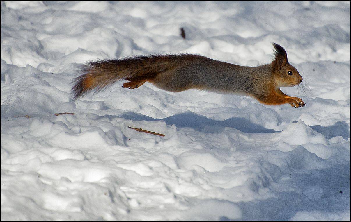 москва,  зима, парк, белка, АНАТОЛИЙ ДОВЫДЕНКО