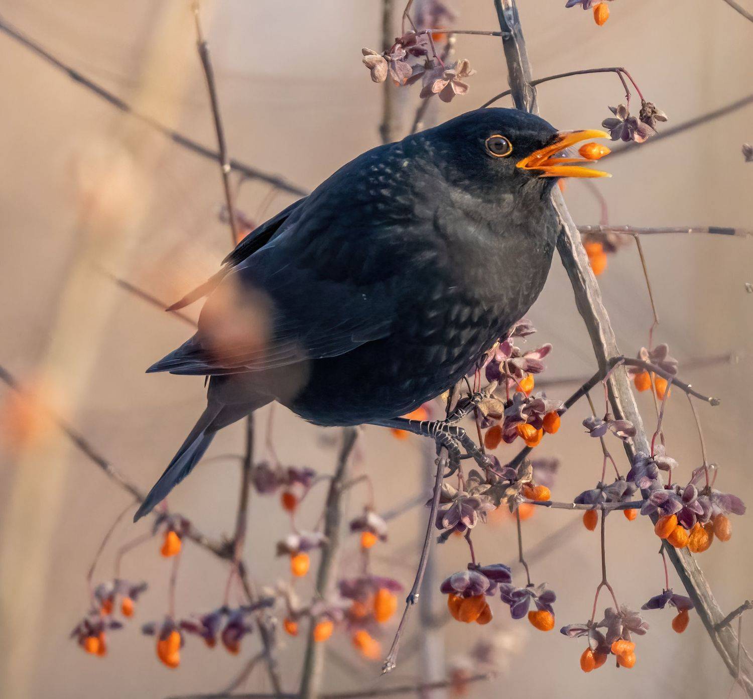 , Дэм Константин