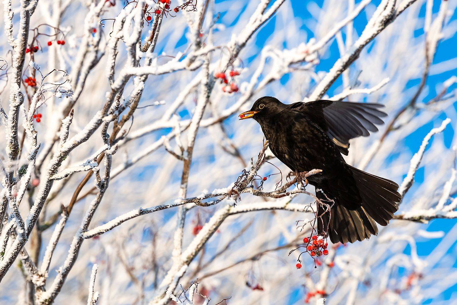 , Александр Абросимов