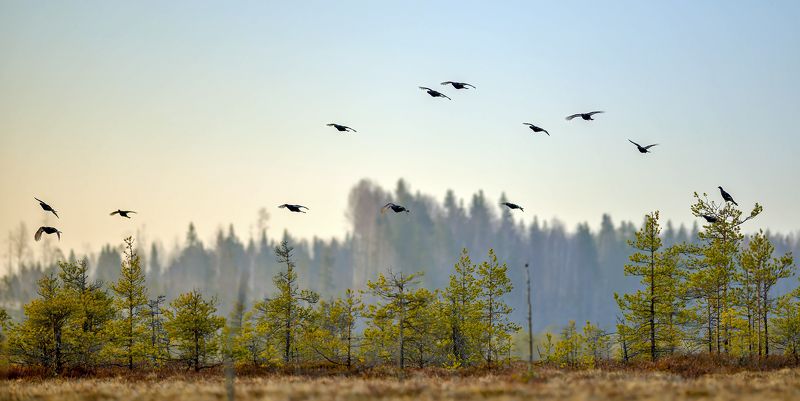 Прибытие косачей. фото превью