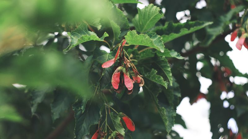 Проба советского объектива фото превью