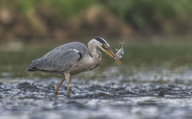 Czapla siwa фото превью