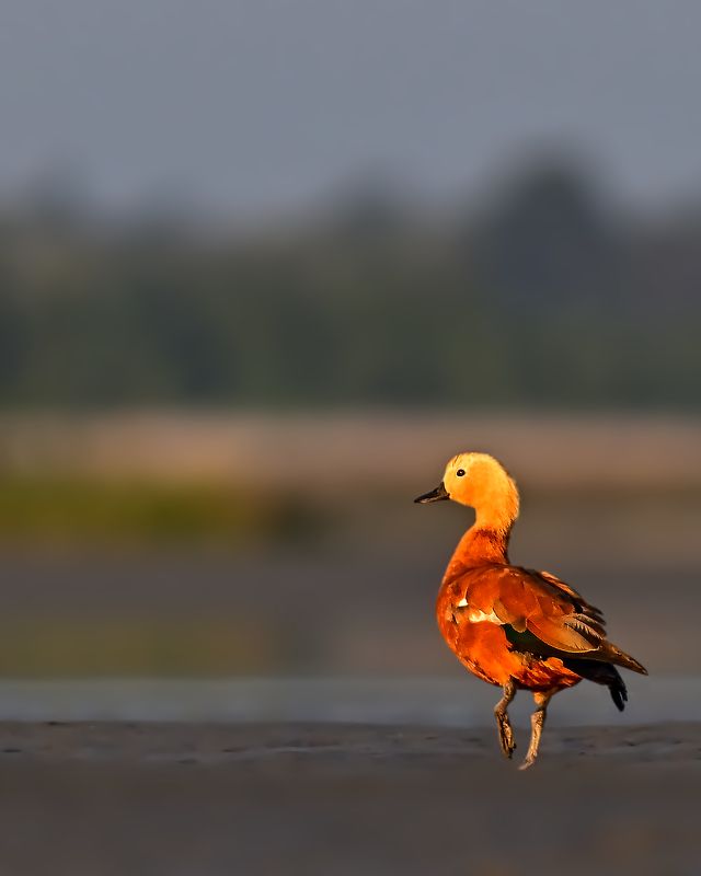 wildlife,bird,birds,animal,duck,Ruddy shelduck,nature Ruddy shelduck фото превью