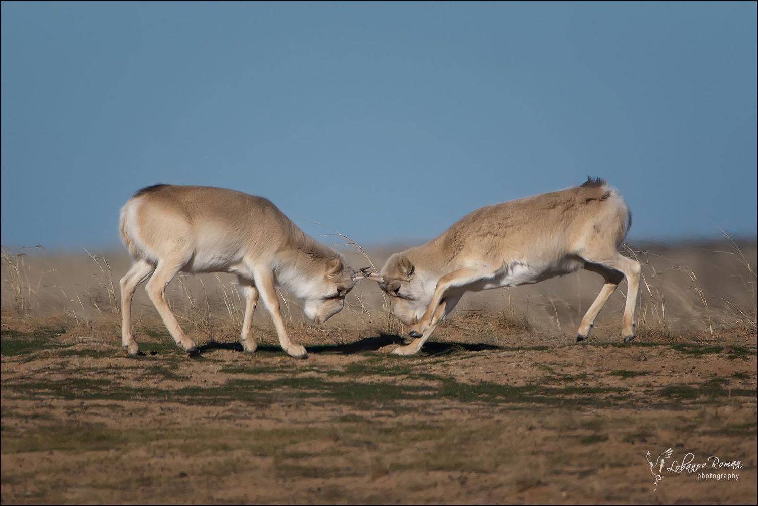 , Лобанов Роман