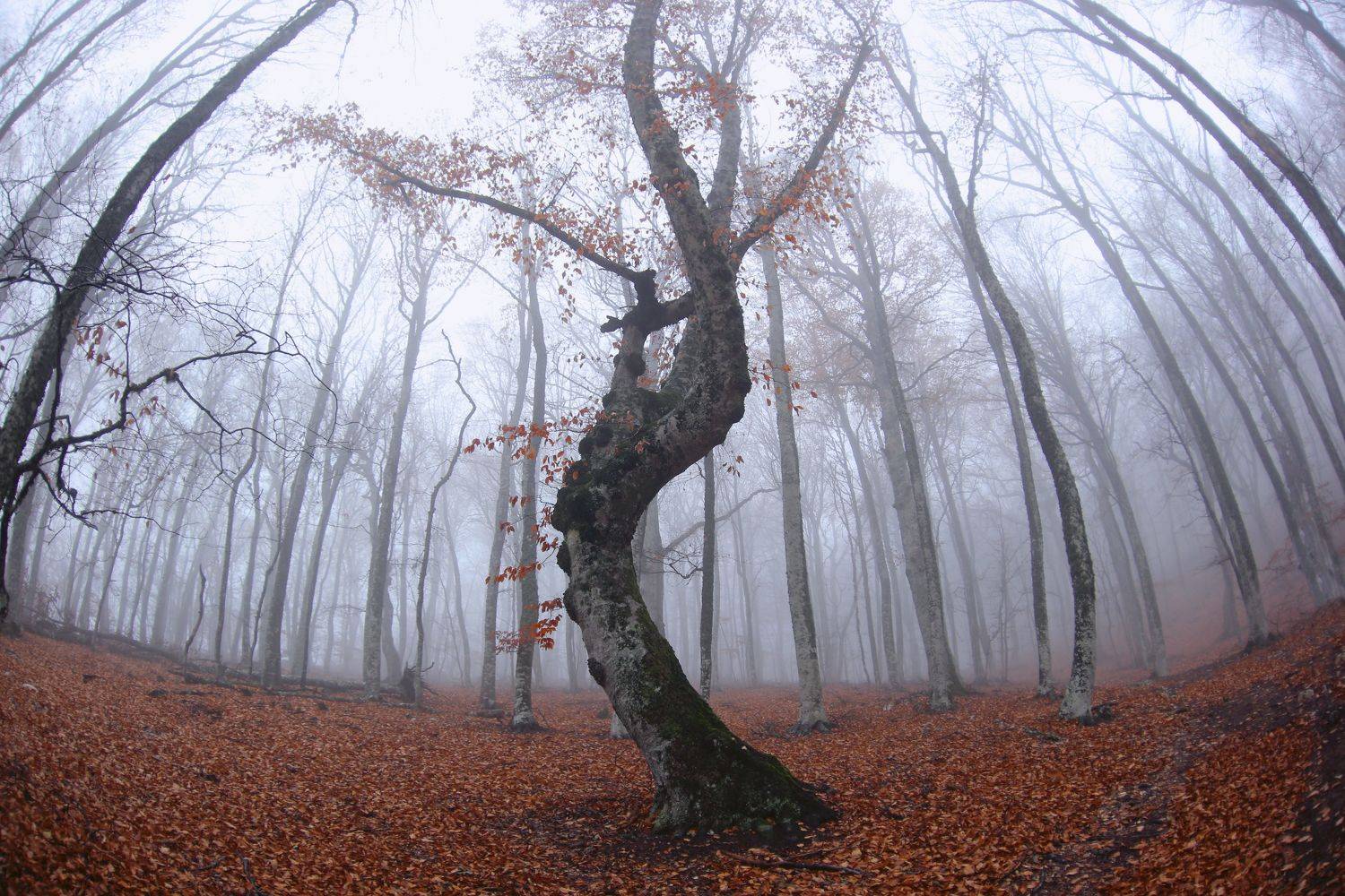 , Ирина Гайворонская