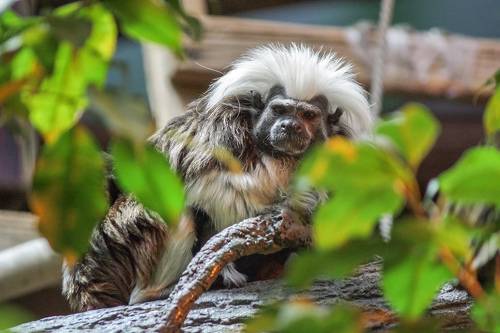 Эдипов тамарин (Saguinus oedipus).